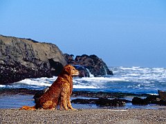 Golden Profile